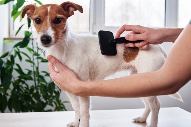 Tired of searching for pet groomers? Just search for mobile pet grooming near me